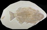 Phareodus From Wyoming - Monster Fish! (Special Price) #51340-2